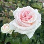 小泉かりな☆上質な癒やしと美貌 今月の出勤。。。 ESTE ALLURE