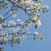 ヒメ日記 2025/04/01 15:30 投稿 ありす 奥鉄オクテツ東京店（デリヘル市場）