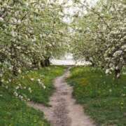 ヒメ日記 2025/05/11 07:00 投稿 ありす 奥鉄オクテツ東京店（デリヘル市場）