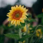 ヒメ日記 2025/07/01 19:00 投稿 ありす 奥鉄オクテツ東京店（デリヘル市場）