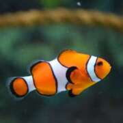 ヒメ日記 2025/09/23 11:55 投稿 ありす 奥鉄オクテツ東京店（デリヘル市場）