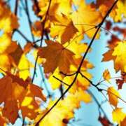 ヒメ日記 2025/10/20 07:30 投稿 ありす 奥鉄オクテツ東京店（デリヘル市場）