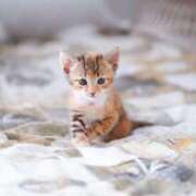 ヒメ日記 2026/02/24 18:30 投稿 ありす 奥鉄オクテツ東京店（デリヘル市場）