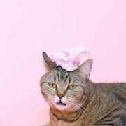 ヒメ日記 2026/03/13 17:30 投稿 ありす 奥鉄オクテツ東京店（デリヘル市場）