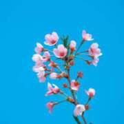 ヒメ日記 2026/03/29 18:50 投稿 ありす 奥鉄オクテツ東京店（デリヘル市場）