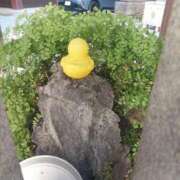 ヒメ日記 2025/11/23 13:19 投稿 衣舞（いぶ） 熟女の風俗最終章　鶯谷店