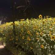 ヒメ日記 2025/08/22 07:00 投稿 かなみ 五反田人妻ヒットパレード（シンデレラグループ）