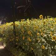 ヒメ日記 2025/08/29 13:14 投稿 かなみ 五反田人妻ヒットパレード（シンデレラグループ）