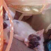 ヒメ日記 2024/12/13 18:18 投稿 千晃（ちあき） 女々艶 大和店