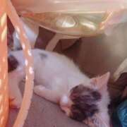 ヒメ日記 2024/12/13 19:48 投稿 千晃（ちあき） 女々艶 大和店