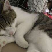 ヒメ日記 2024/12/31 21:44 投稿 千晃（ちあき） 女々艶 大和店