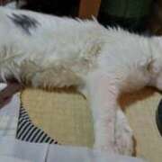 ヒメ日記 2025/03/09 10:26 投稿 千晃（ちあき） 女々艶 大和店