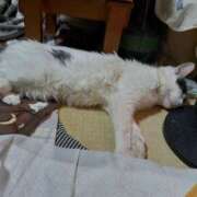 ヒメ日記 2025/03/09 14:56 投稿 千晃（ちあき） 女々艶 大和店