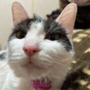 ヒメ日記 2025/03/28 17:20 投稿 千晃（ちあき） 女々艶 大和店