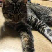 ヒメ日記 2025/04/18 14:39 投稿 千晃（ちあき） 女々艶 大和店