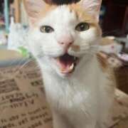 ヒメ日記 2024/12/06 09:23 投稿 あやの☆完未☆顏も声も可愛いすぎ 妹系イメージSOAP萌えフードル学園 大宮本校