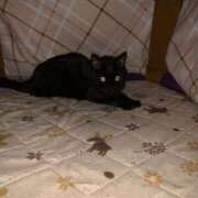 ヒメ日記 2024/12/23 21:40 投稿 あやの☆完未☆顏も声も可愛いすぎ 妹系イメージSOAP萌えフードル学園 大宮本校