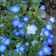 ヒメ日記 2025/01/17 21:20 投稿 あやの☆完未☆顏も声も可愛いすぎ 妹系イメージSOAP萌えフードル学園 大宮本校