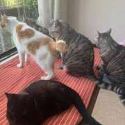 ヒメ日記 2025/02/22 18:39 投稿 あやの☆完未☆顏も声も可愛いすぎ 妹系イメージSOAP萌えフードル学園 大宮本校