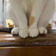 ヒメ日記 2025/03/01 20:38 投稿 あやの☆完未☆顏も声も可愛いすぎ 妹系イメージSOAP萌えフードル学園 大宮本校