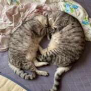 ヒメ日記 2025/03/02 18:33 投稿 あやの☆完未☆顏も声も可愛いすぎ 妹系イメージSOAP萌えフードル学園 大宮本校