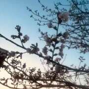 ヒメ日記 2025/03/25 18:10 投稿 あやの☆完未☆顏も声も可愛いすぎ 妹系イメージSOAP萌えフードル学園 大宮本校