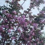 ヒメ日記 2026/04/09 07:15 投稿 ナコ ソープランドMAX‐マックス-