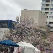 ヒメ日記 2025/04/02 17:13 投稿 しおん 横浜秘密倶楽部