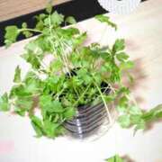 ヒメ日記 2024/12/26 21:32 投稿 中山　みゆき しこたま奥様 札幌店