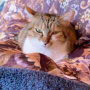 ヒメ日記 2025/01/01 15:00 投稿 すず SUZUME