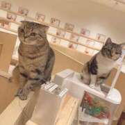 ヒメ日記 2025/01/31 15:00 投稿 すず SUZUME