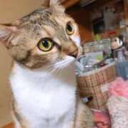 ヒメ日記 2025/02/03 17:00 投稿 すず SUZUME