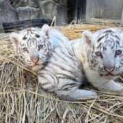 ヒメ日記 2025/02/04 13:00 投稿 すず SUZUME