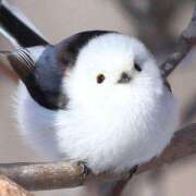 ヒメ日記 2025/03/07 17:00 投稿 すず SUZUME