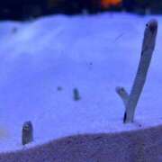 ヒメ日記 2025/03/24 12:00 投稿 すず SUZUME