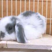 ヒメ日記 2025/03/27 19:00 投稿 すず SUZUME