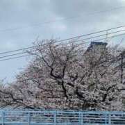 ヒメ日記 2025/04/02 13:00 投稿 すず SUZUME