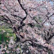 ヒメ日記 2025/04/05 13:00 投稿 すず SUZUME