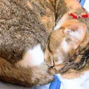 ヒメ日記 2025/04/11 13:00 投稿 すず SUZUME