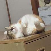 ヒメ日記 2025/04/12 15:00 投稿 すず SUZUME