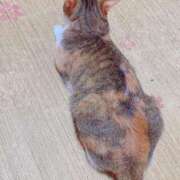 ヒメ日記 2025/04/16 15:00 投稿 すず SUZUME