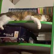 ヒメ日記 2025/04/17 17:00 投稿 すず SUZUME