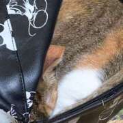 ヒメ日記 2025/04/21 15:00 投稿 すず SUZUME