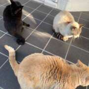 ヒメ日記 2025/05/02 13:00 投稿 すず SUZUME