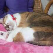 ヒメ日記 2025/06/02 21:00 投稿 すず SUZUME