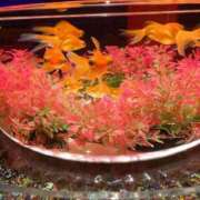 ヒメ日記 2025/06/05 15:00 投稿 すず SUZUME