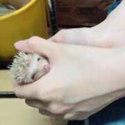 ヒメ日記 2025/06/11 13:01 投稿 すず SUZUME