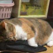 ヒメ日記 2025/06/17 13:00 投稿 すず SUZUME