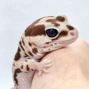 ヒメ日記 2025/06/26 15:00 投稿 すず SUZUME