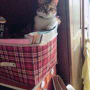 ヒメ日記 2025/07/11 13:00 投稿 すず SUZUME